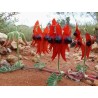 Semi di Pisello del deserto (Swainsona formosa) | 1,95 €