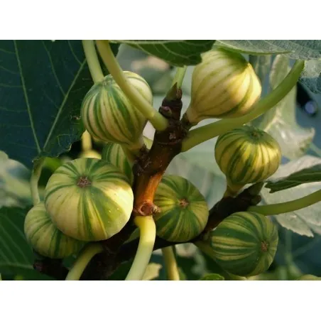Tiger Fig Seeds, Panache Fig (Ficus Carica)