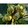 Graines de Figuier PANACHE (Ficus carica)