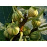Price: €3.5 - Semi di Fico Variegato - Ficus Carica Panachè - 
