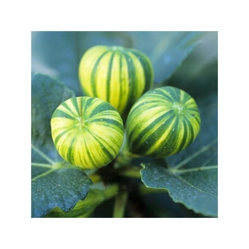 Tiger Fig Seeds, Panache Fig (Ficus Carica)