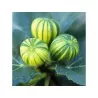 Tiger Fig Seeds, Panache Fig (Ficus Carica)