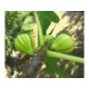 Tiger Fig Seeds, Panache Fig (Ficus Carica)
