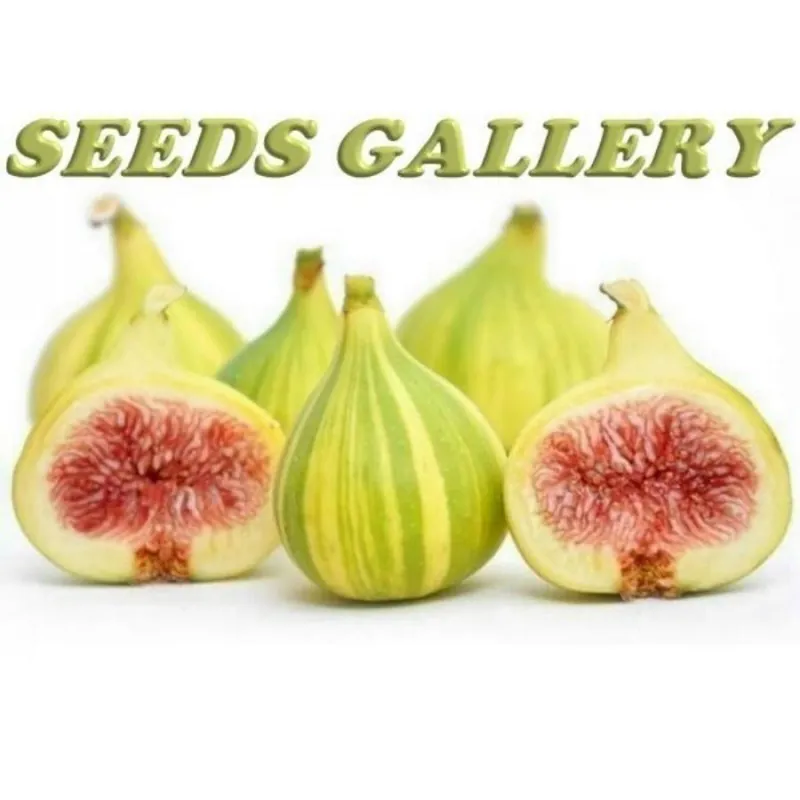 Graines de Figuier PANACHE (Ficus carica)