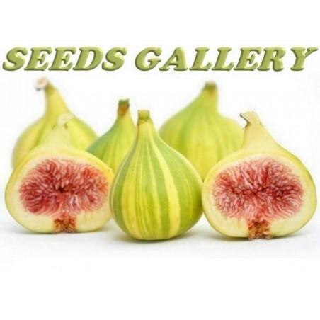 Price: €3.5 - Semi di Fico Variegato - Ficus Carica Panachè - 