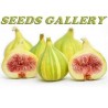 Price: €3.5 - Fikon Frön Panache (Ficus Carica) - 