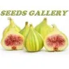 Tiger Fig Seeds, Panache Fig (Ficus Carica)