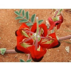 Sturt's Desert Pea Seeds (Swainsona formosa)