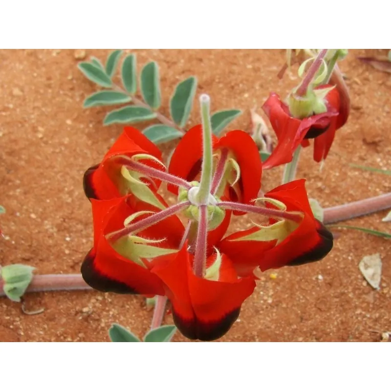 Semillas de Guisante Del Desierto De Sturt