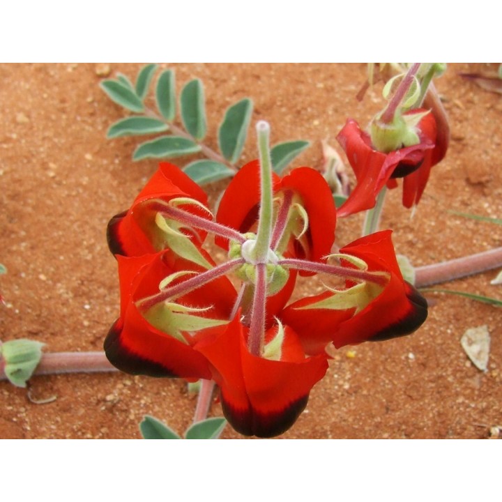 Sturts Desert Pea Seeds (Swainsona formosa) - 252.172586
