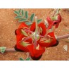Swainsona formosa Seme - Pustinjski Grasak | 1,95 €