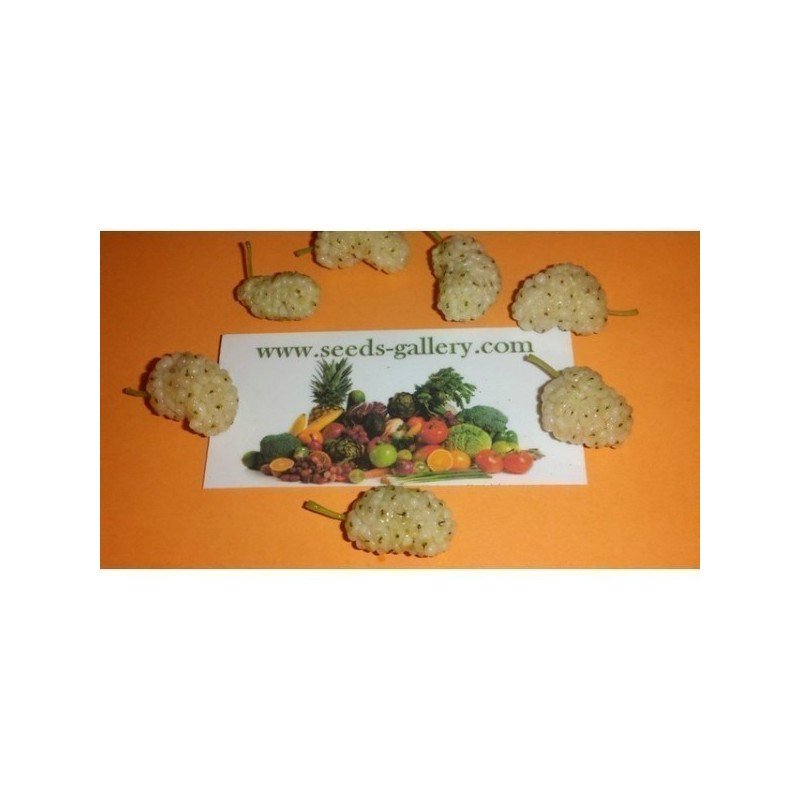 Σπόροι λευκή μουριά (Μορέα η λευκή - Morus alba)