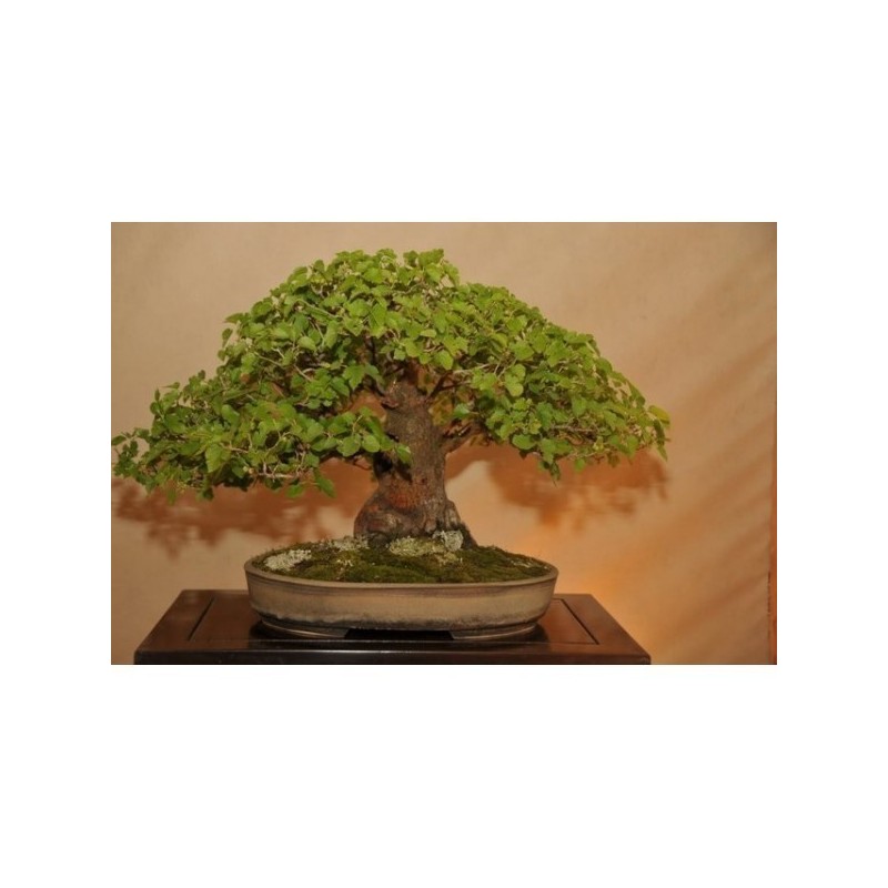 Graines de Mûrier Blanc (Morus alba)