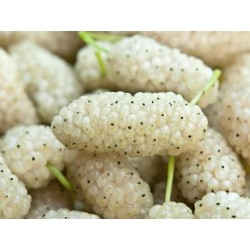 White Mulberry Seeds Hardy