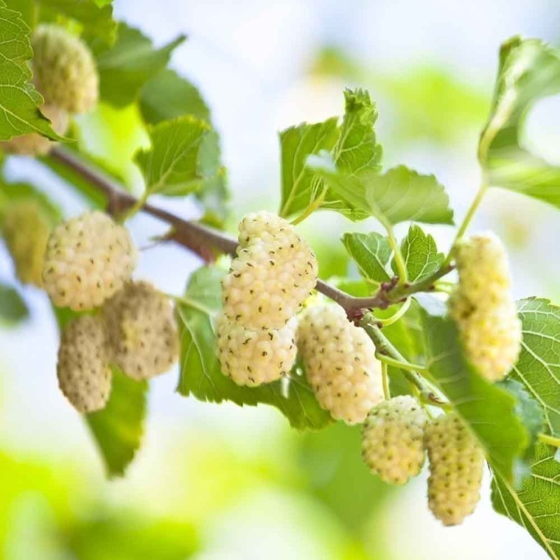 Graines de Mûrier Blanc (Morus alba)