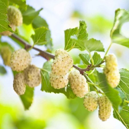 Price: €2.95 - Semi di Gelso Bianco frutti deliziosi (Morus alba) -