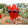 Semi di Pisello del deserto (Swainsona formosa) | 1,95 €