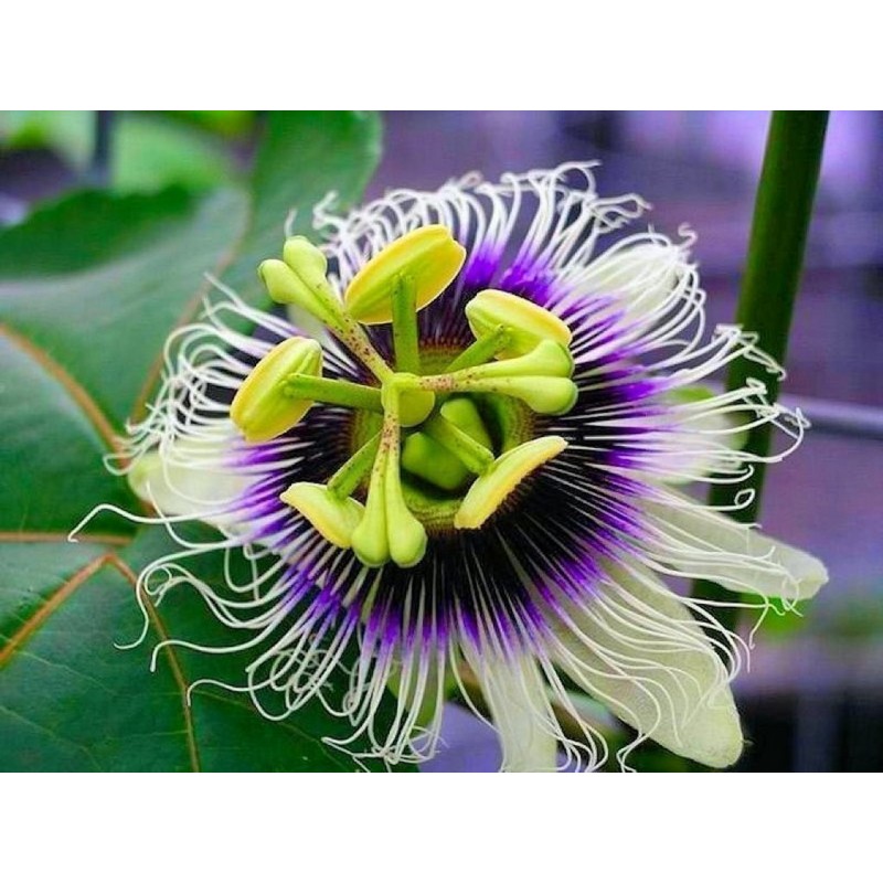 Price: €1.95 - Jätte Gula Passion frukt frön (Passiflora flavicarpa) - 
