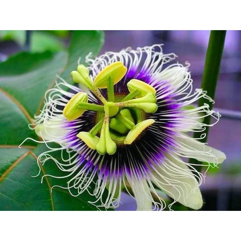 Semillas de Maracuyá Gigante Amarilla (Passiflora flavicarpa)