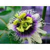 Price: €1.95 - Dzinovska Zuta Marakuja Seme Hristov Venac (Passiflora flavicarpa) - 