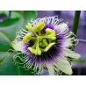 Semillas de Maracuyá Gigante Amarilla (Passiflora flavicarpa)