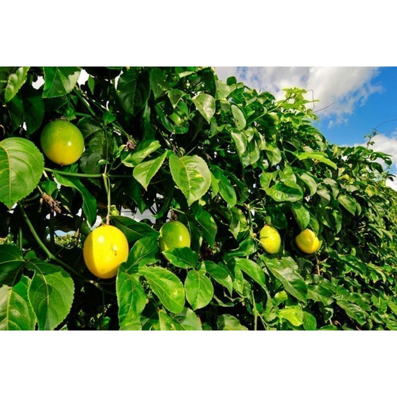 Price: €1.95 - Jätte Gula Passion frukt frön (Passiflora flavicarpa) - 