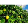 Price: €1.95 - Jätte Gula Passion frukt frön (Passiflora flavicarpa) - 