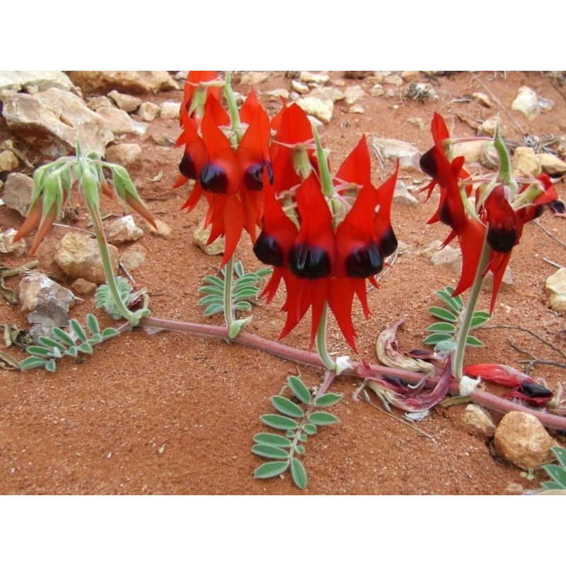 Semi di Pisello del deserto (Swainsona formosa) | 1,95 €