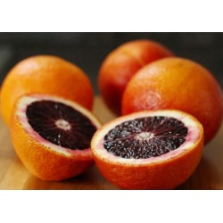 Semillas de Naranja Roja o Sanguina “MORO”