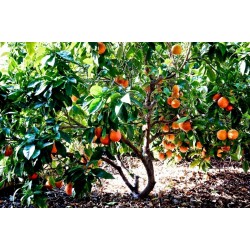 Blutorange Samen “Moro Blood Orange”