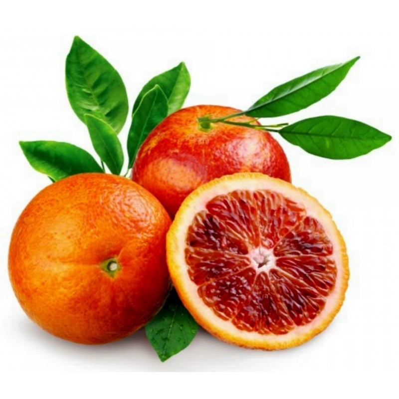 Blutorange Samen “Moro Blood Orange”