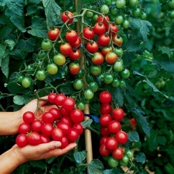 Price: €2.5 - Seme Ceri Paradajza Cherry Belle - 