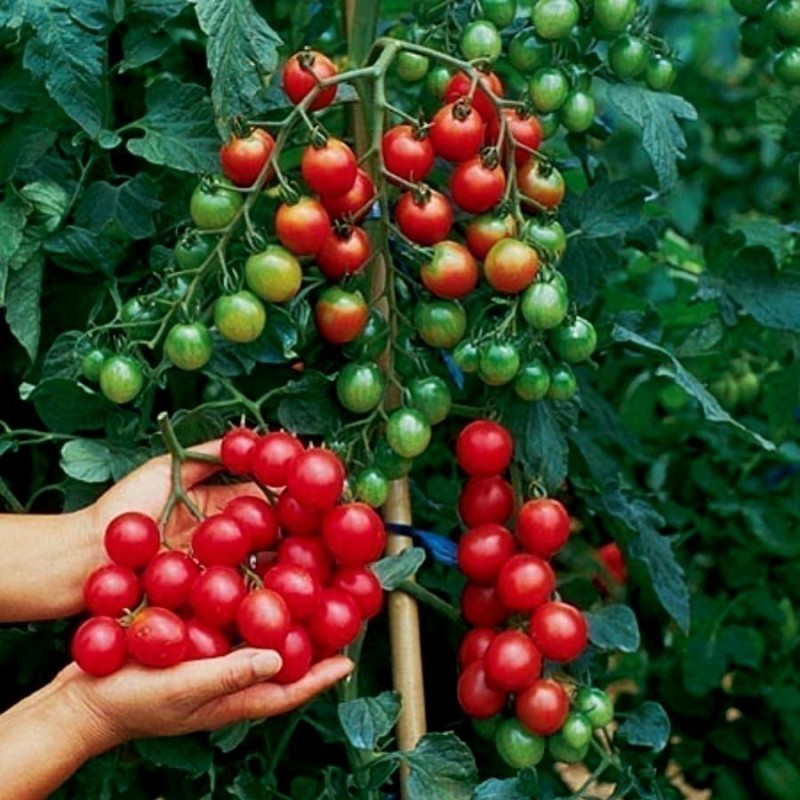 Sementes de Tomate Cherry Belle