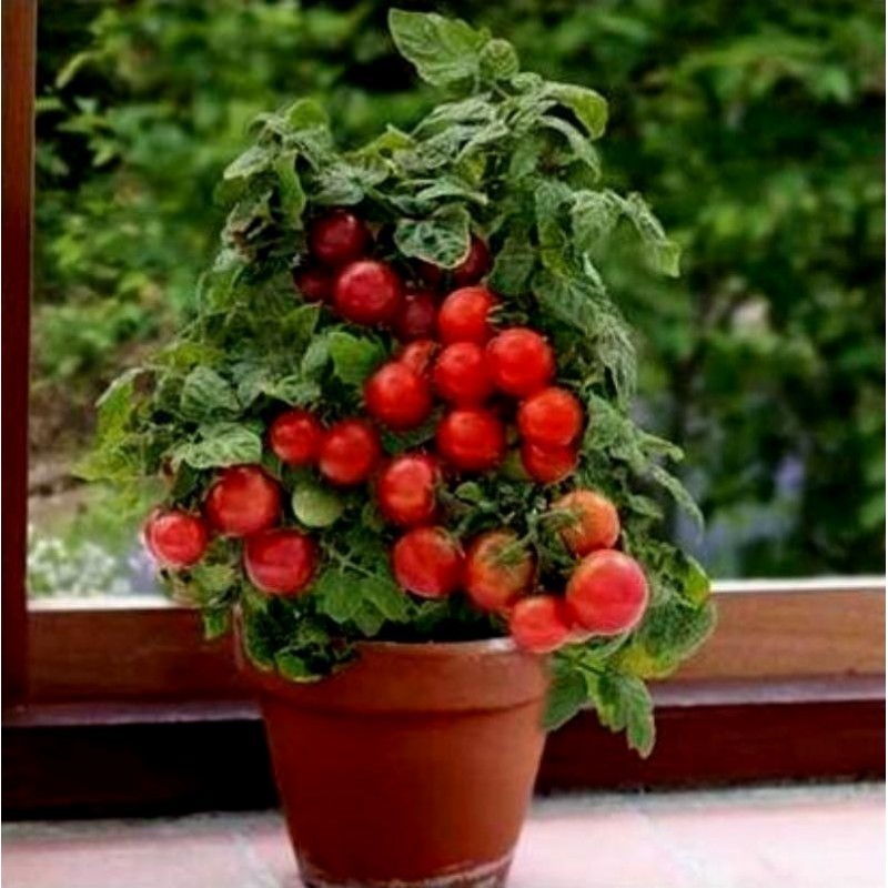 Price: €1.95 - Balkong tomat frön Monte Carlo - 