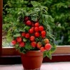Price: €1.95 - Balcony Tomato Seeds Monte Carlo - 