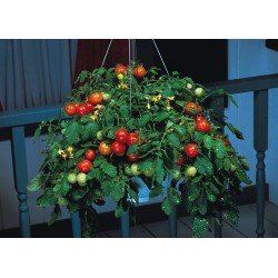 Tomatensamen Montecarlo - Ideal für Blumentöpfe