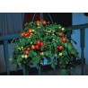 Price: €1.95 - Balcony Tomato Seeds Monte Carlo - 