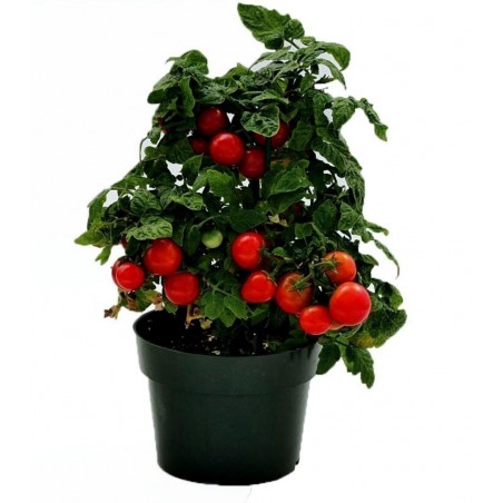 Price: €1.95 - Balcony Tomato Seeds Monte Carlo -