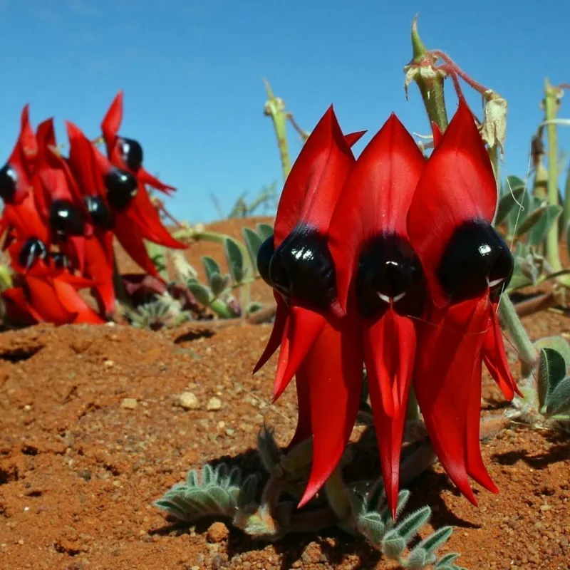 Semillas de Guisante Del Desierto De Sturt