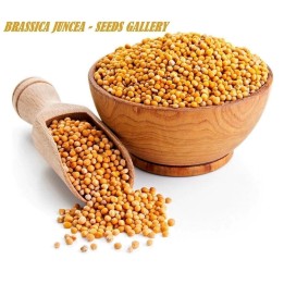 Nasiona Kapusta sitowata (Brassica juncea) - 234.57915