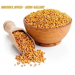 Price: €1.35 - Semillas Mostaza Roja (Brassica juncea) - 