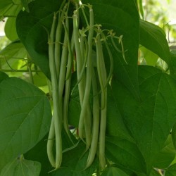 Stangenbohne Samen Fasold - ertragreich - grüne Schoten