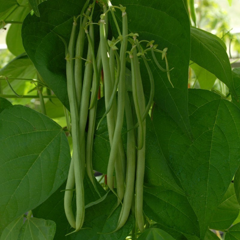 Price: €1.95 - Semillas Haba Fasold (Phaseolus vulgaris) - 