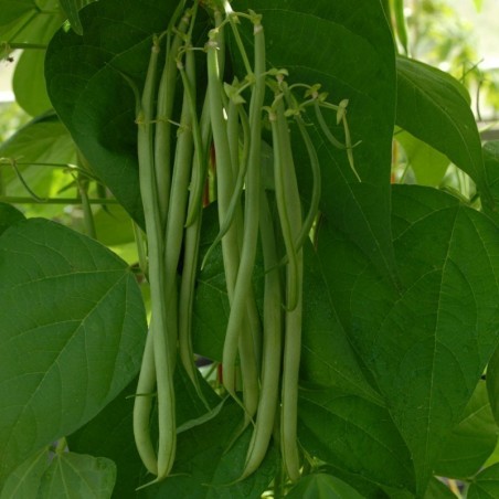 Price: €1.95 - Semillas Haba Fasold (Phaseolus vulgaris) -