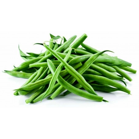 Price: €1.95 - Semillas Haba Fasold (Phaseolus vulgaris) -