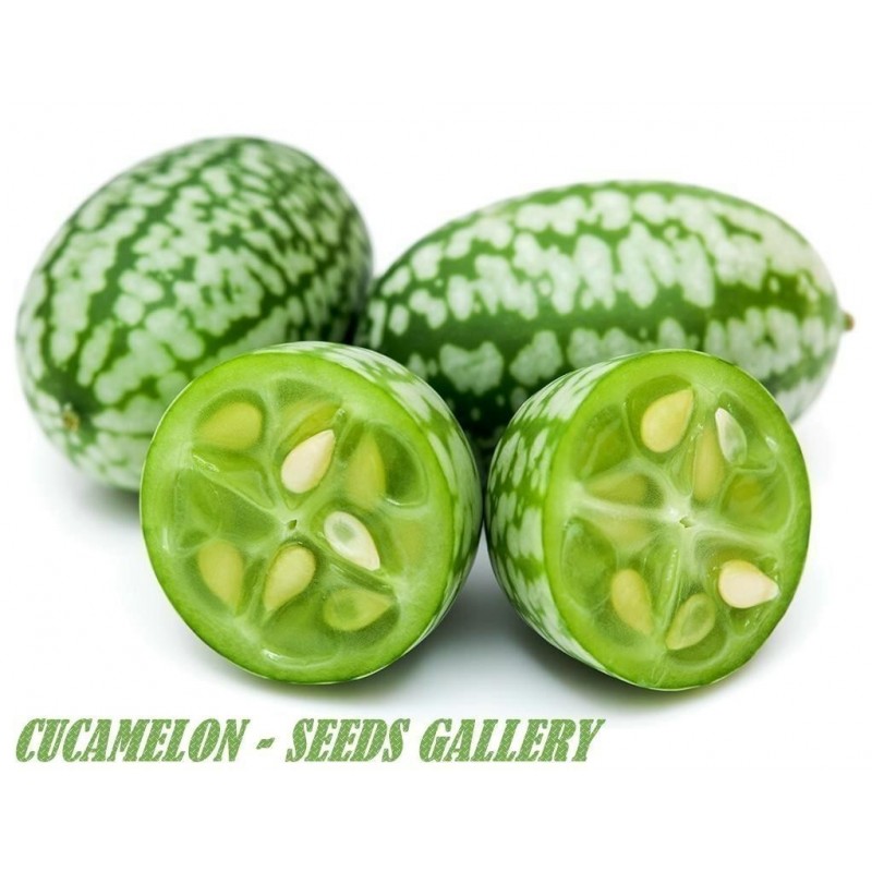 Price: €1.85 - Graines de Cucamelon - Mini pastèque - 