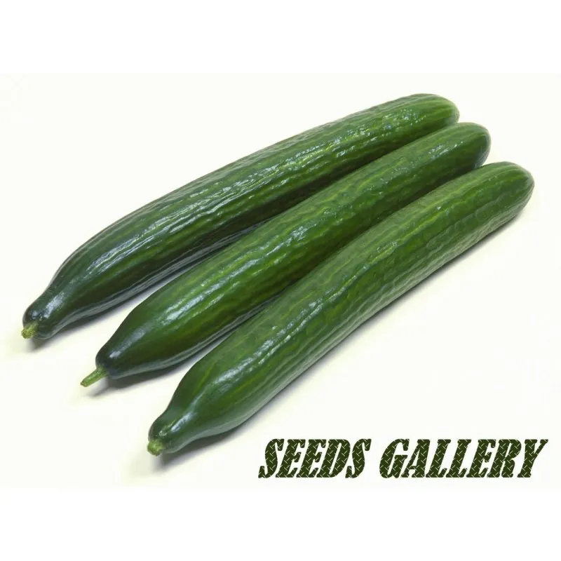 Semillas de Pepino Sensación