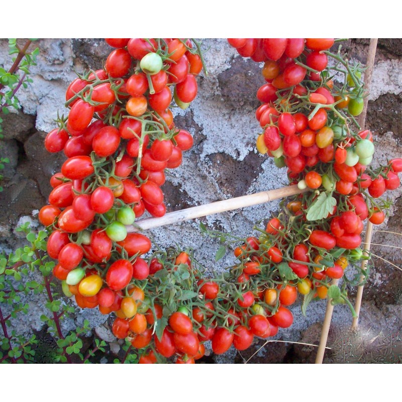 Price: €1.95 - Graines de tomate cerise Datterino - Datterini - 