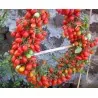 Semi di pomodoro Datterino - Datterini