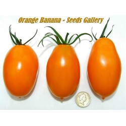 Price: €1.85 - Semillas de Tomate Naranja Plátano - Seeds Gallery